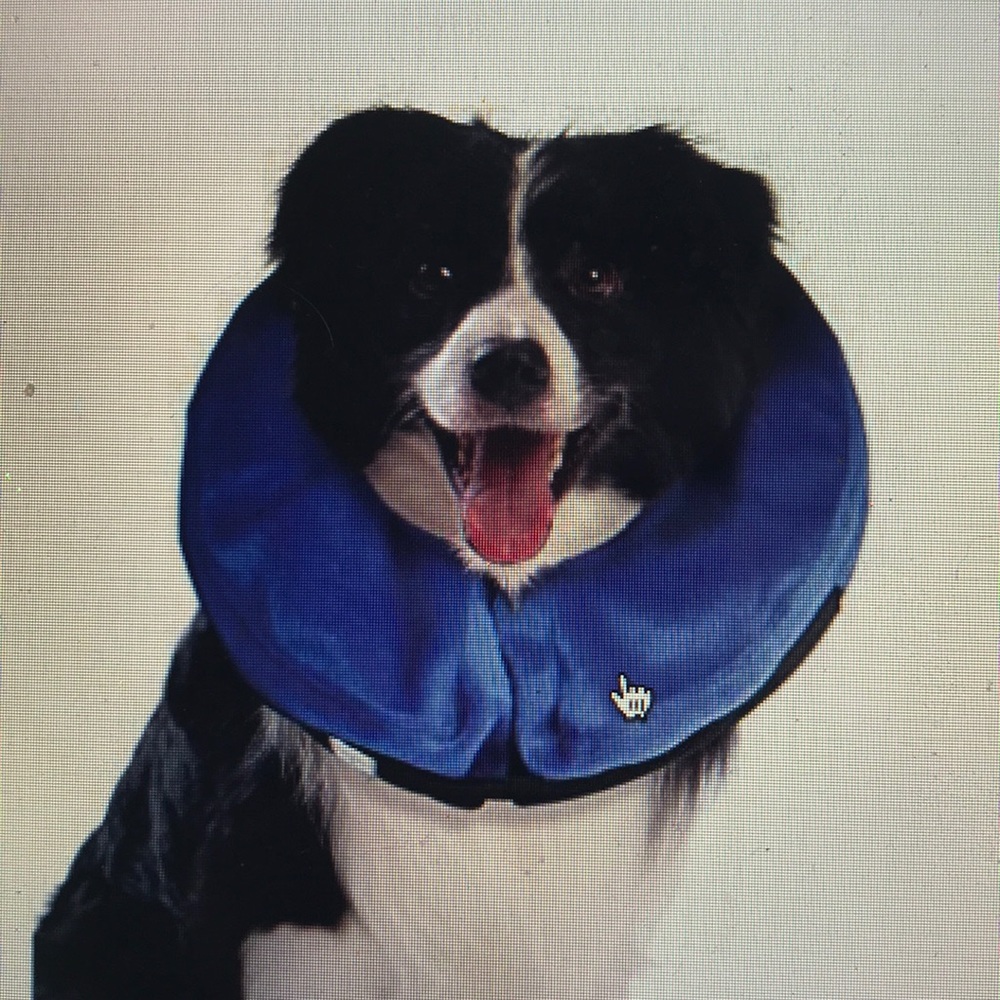 Kong Cloud E-Collar for Cats and Dogs